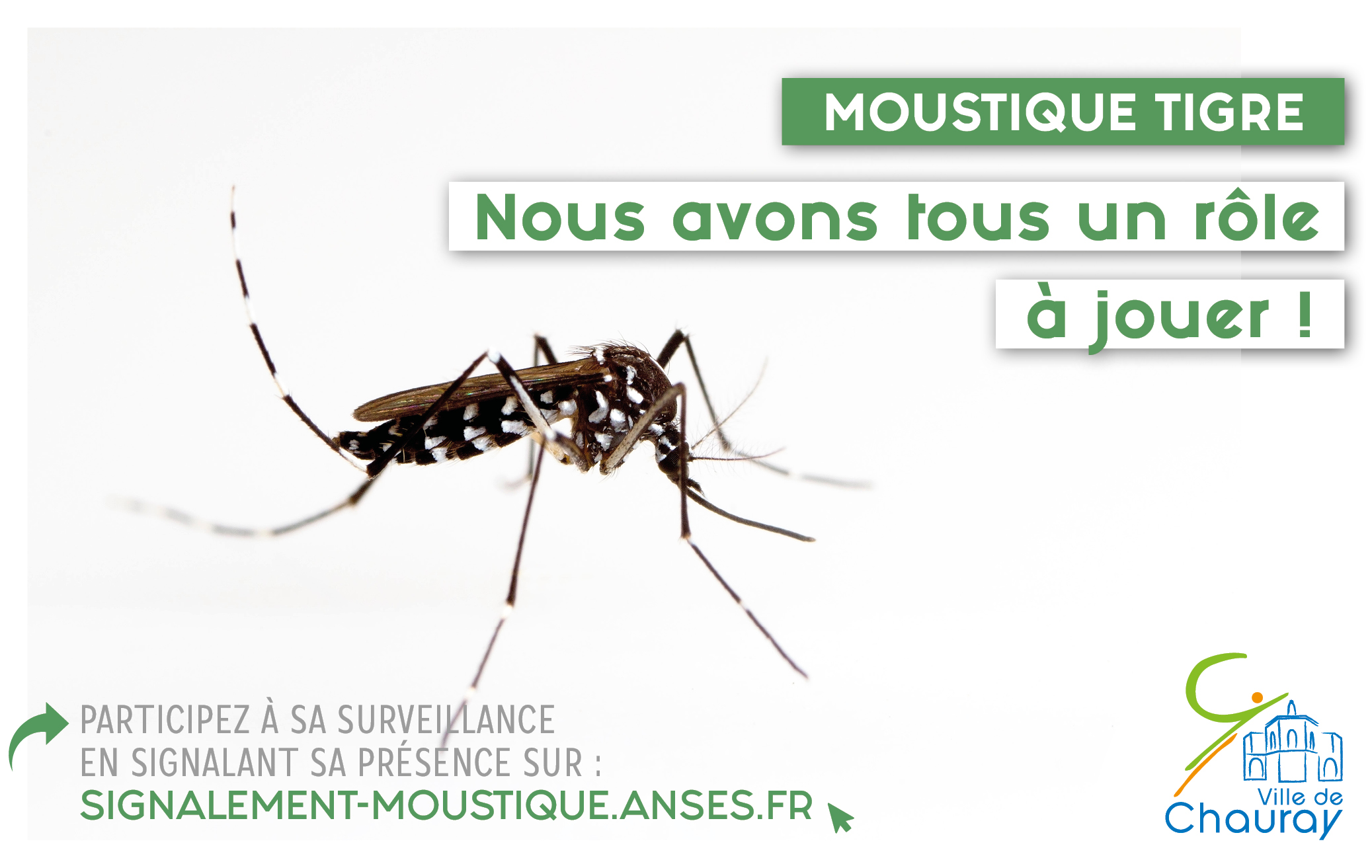 2023 Moustique tigre F
